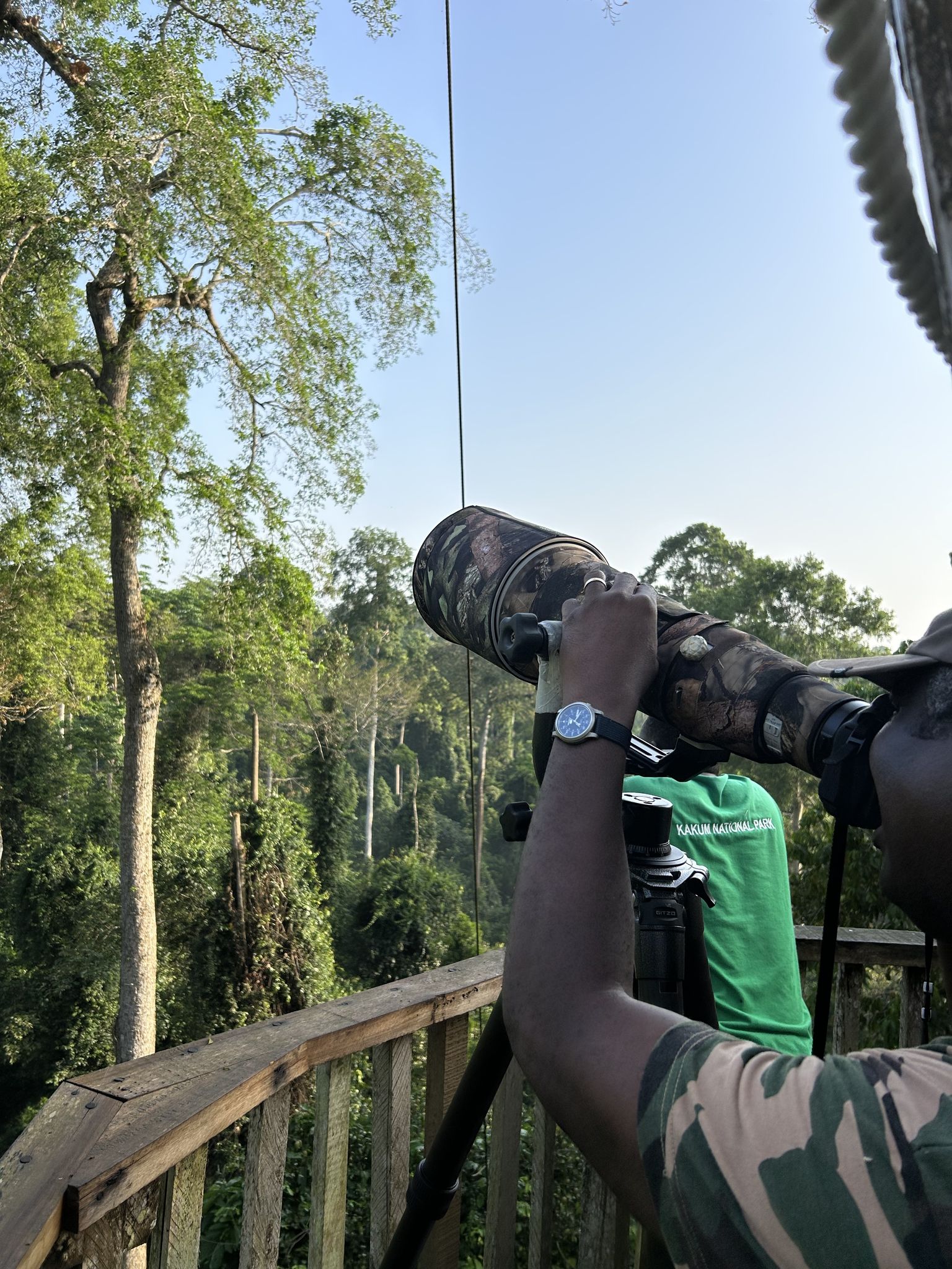 Shooting up into the forest canopy from the walkway with a telephoto lens