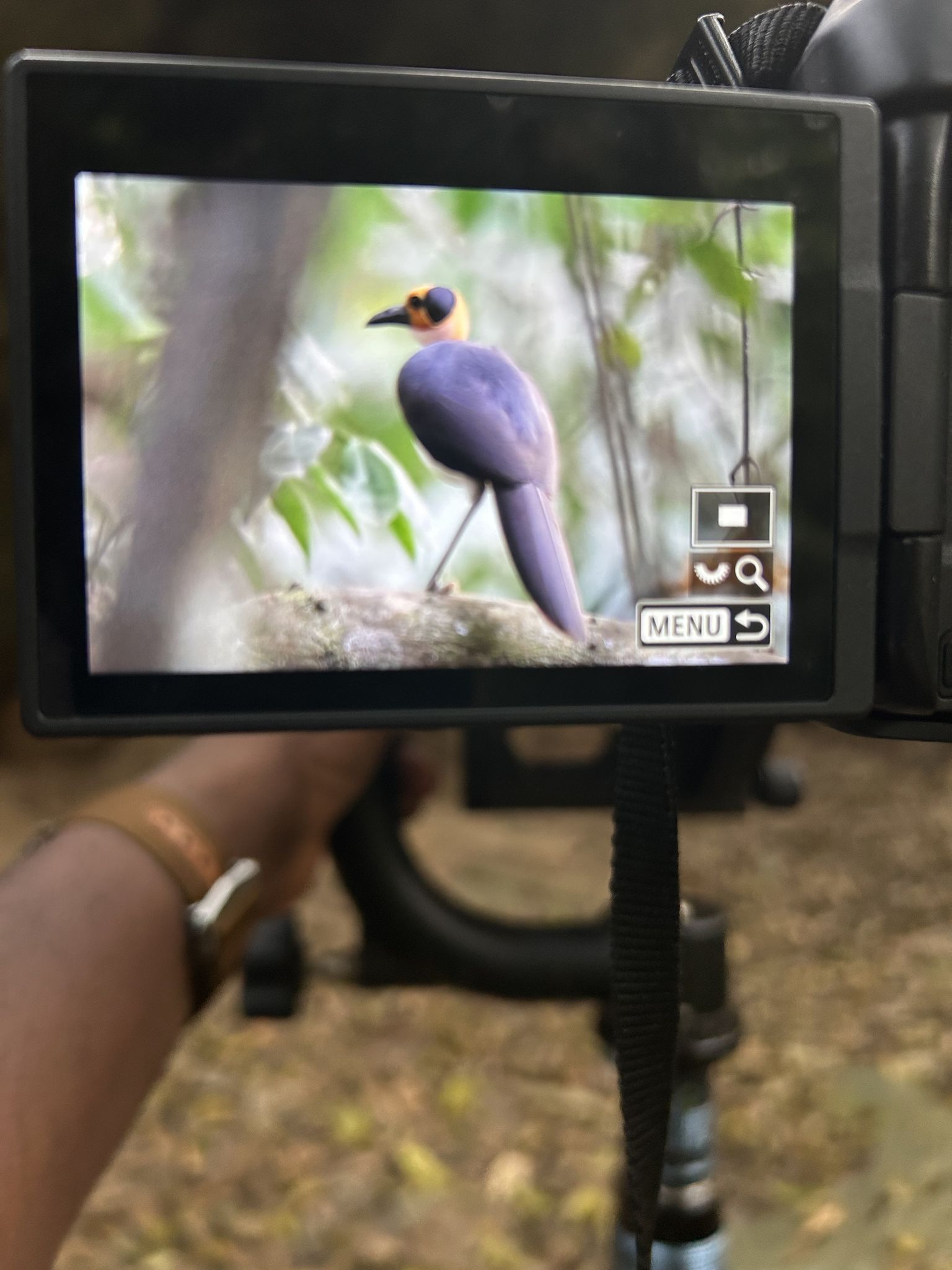 Camera screen showing a White-necked Rockfowl in the forest — the moment of capture