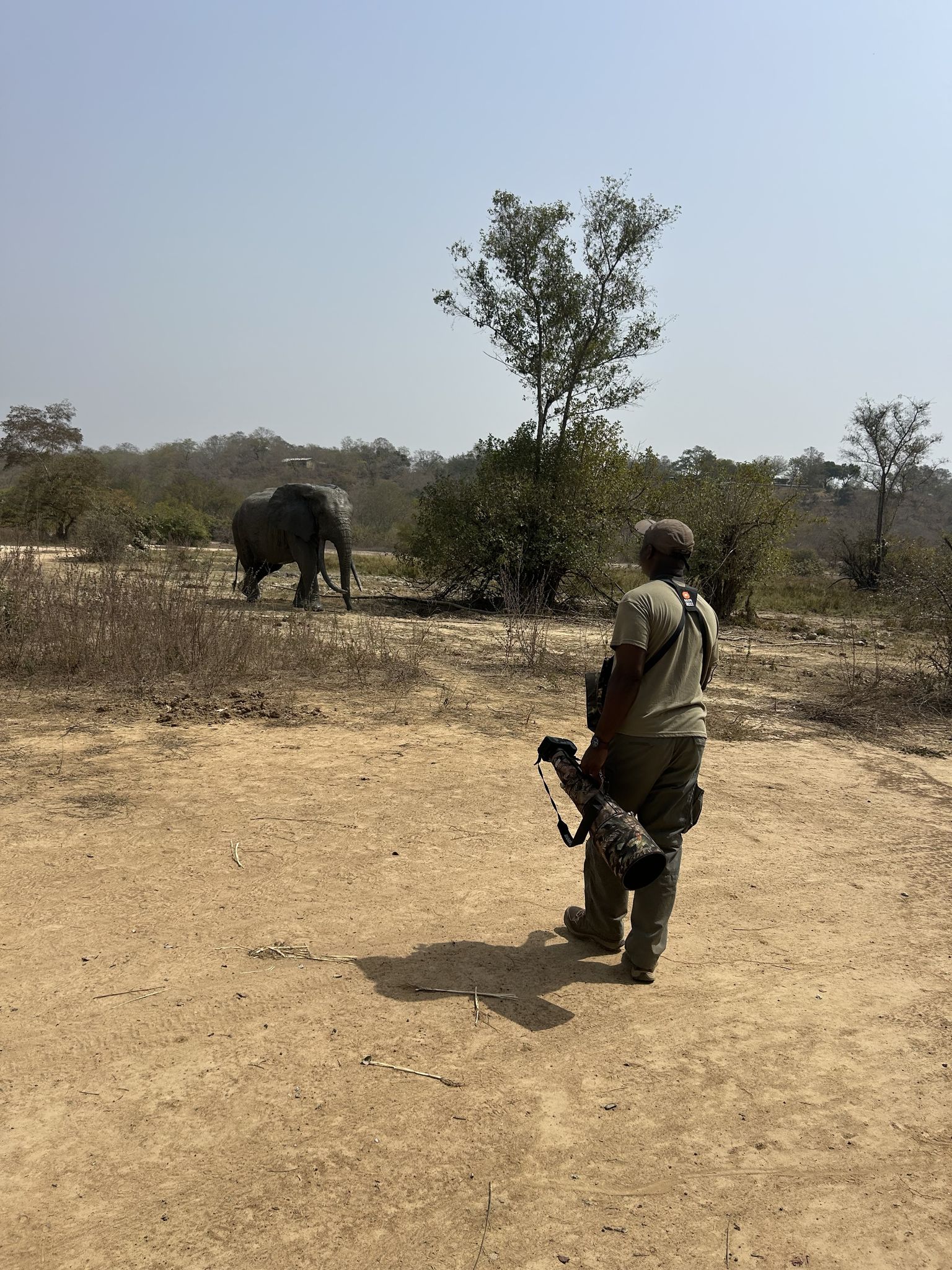 Tracking an elephant on foot in the Ghana savanna, camera in hand
