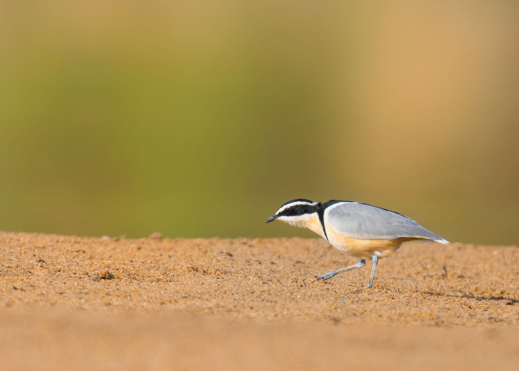 Egyptian Plover