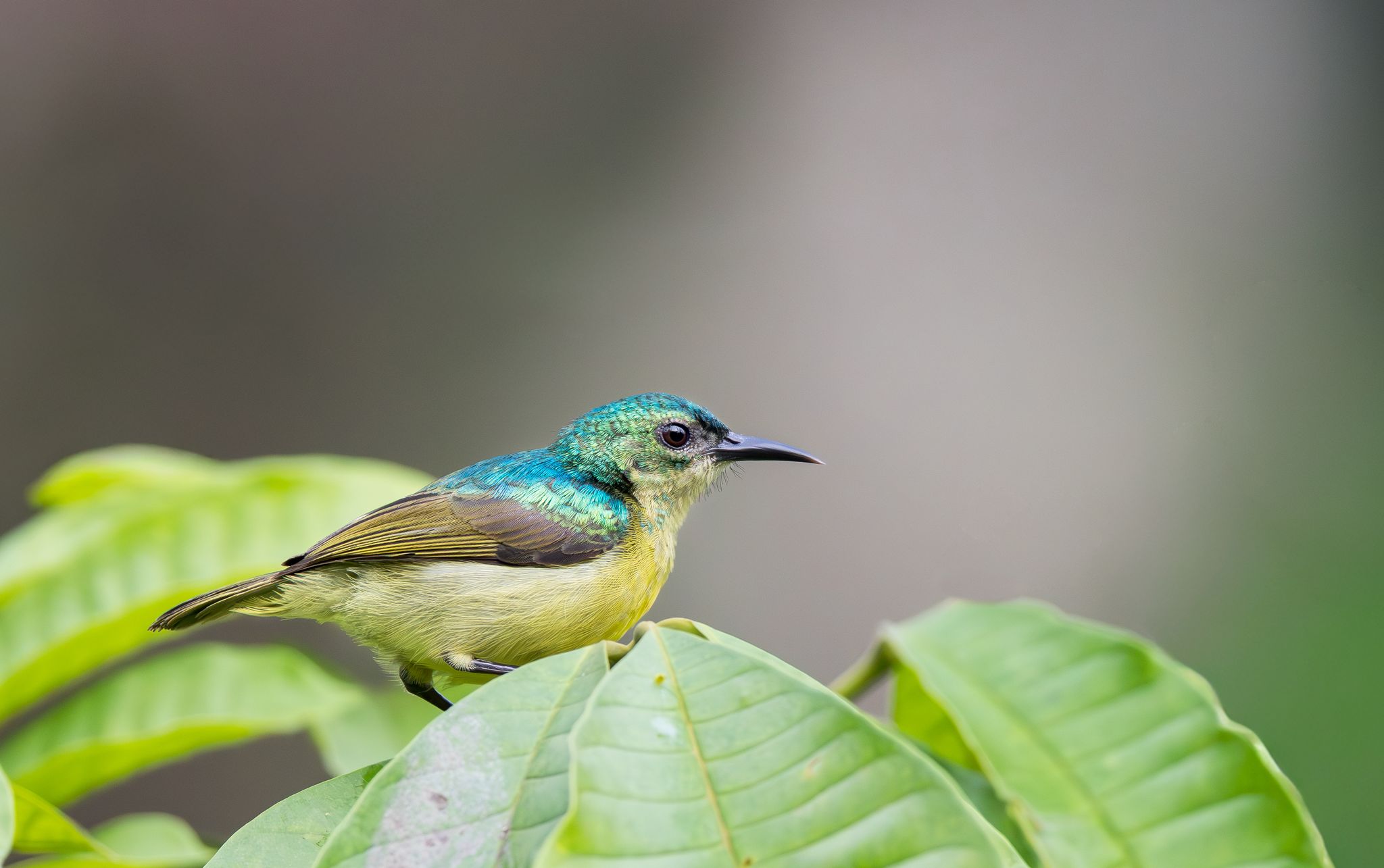 Early morning scene in a Ghanaian forest reserve