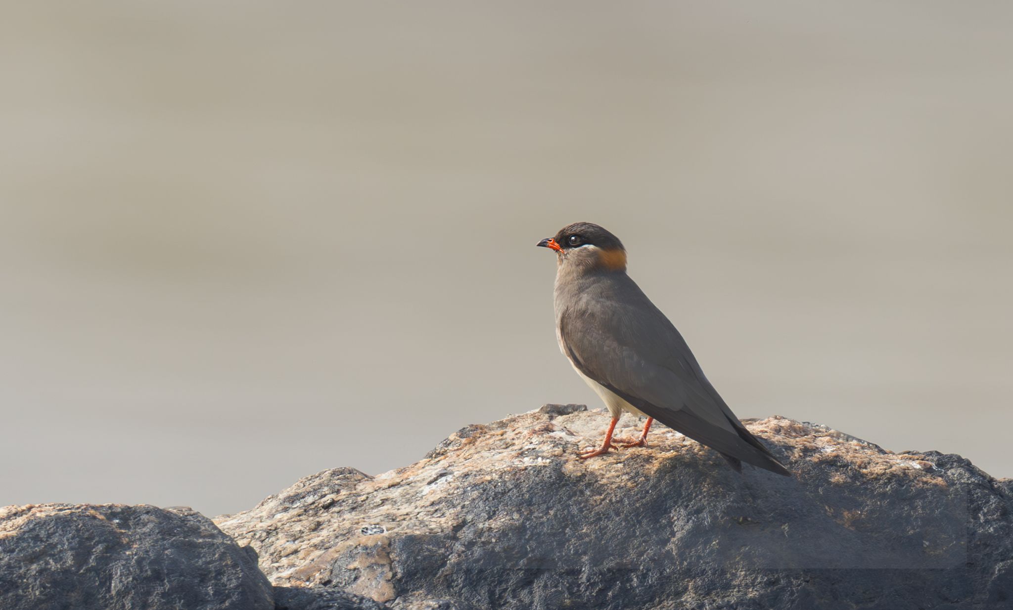 Rock Pratincole