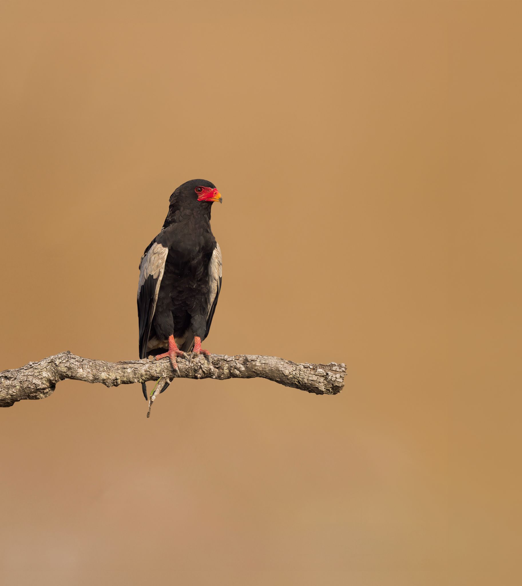 Bateleur
