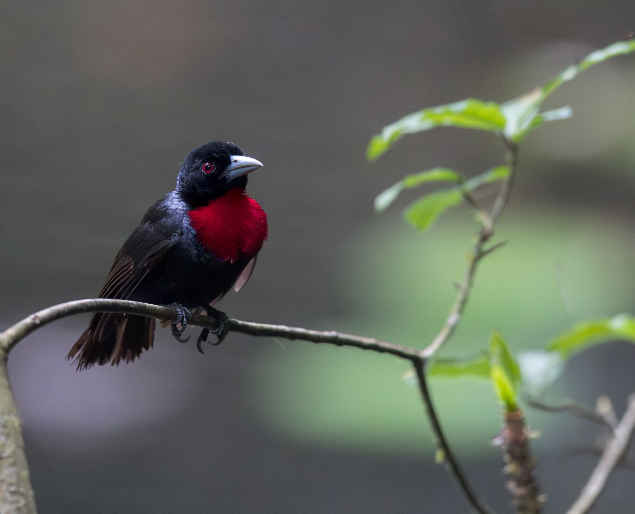 A forest clearing lit from above — the perfect frame for a Picathartes