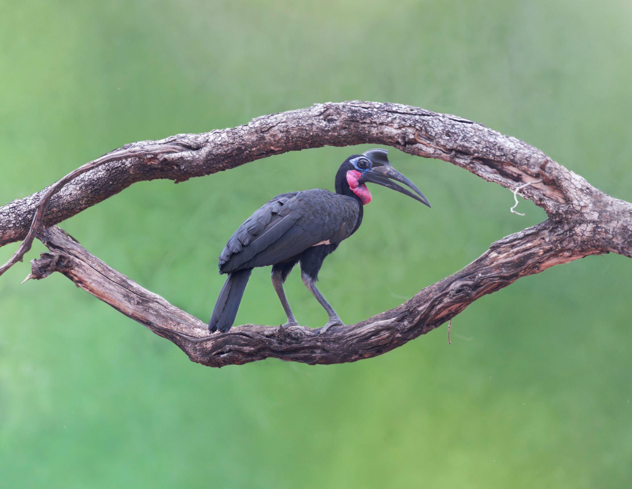 Abyssinian Ground Hornbill
