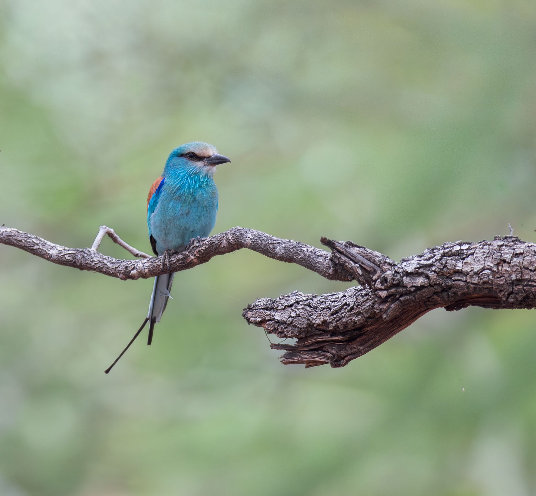 Lilac-breasted Roller