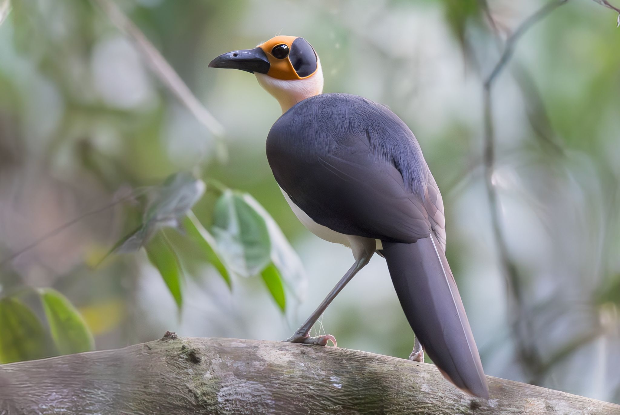 White-necked Rockfowl
