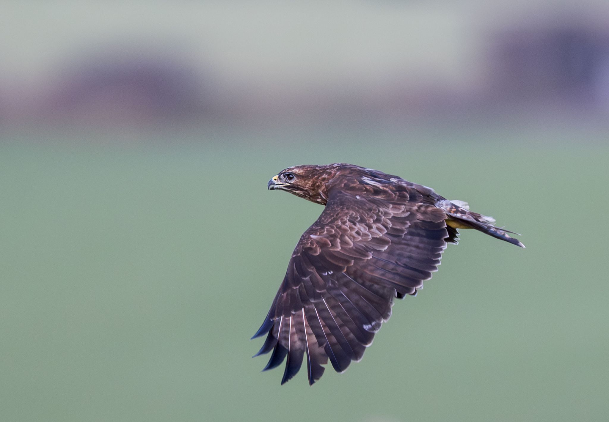 Long-tailed Hawk hunting over open country in soft afternoon light